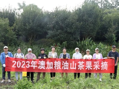 金秋十月油茶果採摘季，澳加糧油山茶油種植基地喜迎豐收